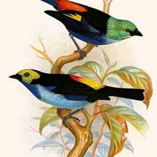 Superb Tanager