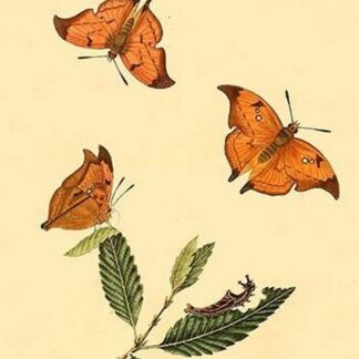 Surinam Butterflies