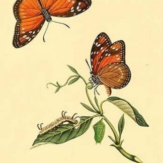 Surinam Butterflies