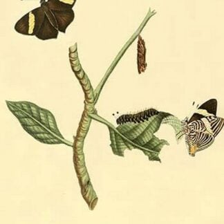Surinam Butterflies