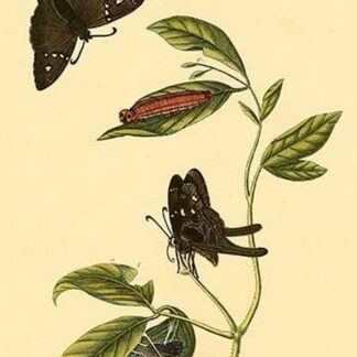 Surinam Butterflies