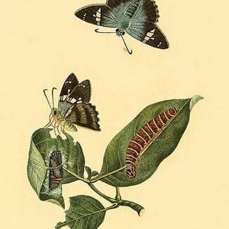 Surinam Butterflies