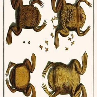 Surinam Toad by Albertus Seba