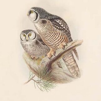 Surnia Funera - Hawk Owl by John Gould
