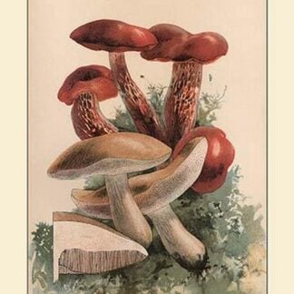 Suspicious Boleti by W. Hamilton Gibson