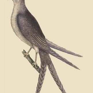 Swallow Tail Hawk by Mark Catesby