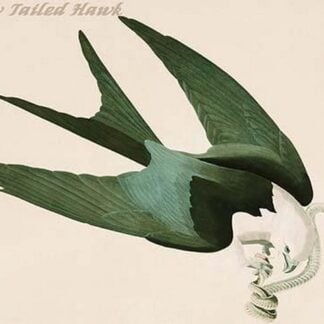 Swallow Tailed Hawk by John James Audubon