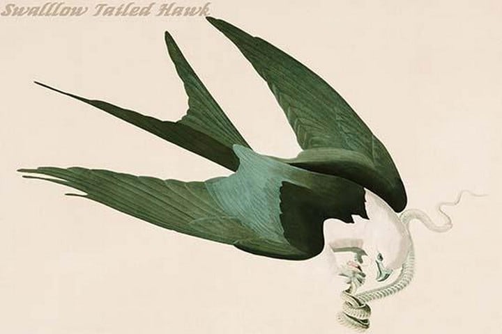 Swallow Tailed Hawk by John James Audubon