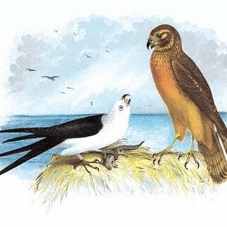 Swallow-Tailed Kite and Marsh Hawk by Theodore Jasper
