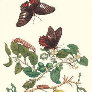 Swallowtail on a Mexican Lime Tree by Maria Sibylla Merian