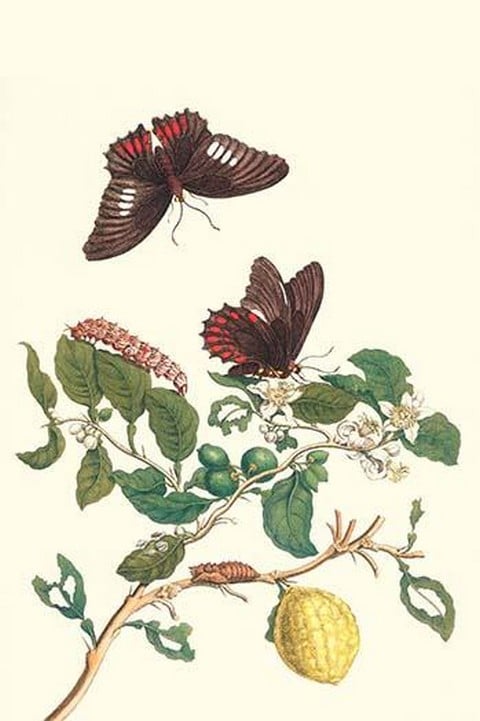 Swallowtail on a Mexican Lime Tree by Maria Sibylla Merian