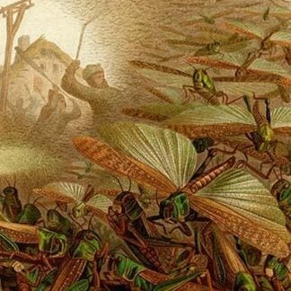 Swarm of Locusts by Friedrich Wilhelm Kuhnert
