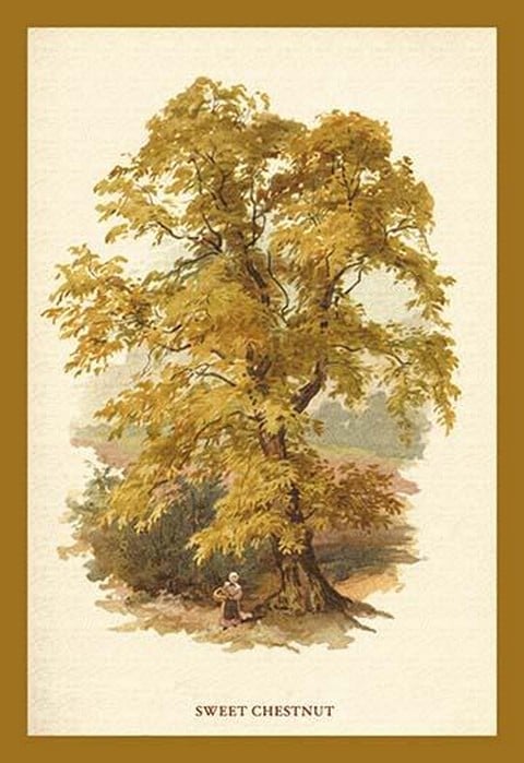 Sweet Chestnut by W.H.J. Boot - Art Print