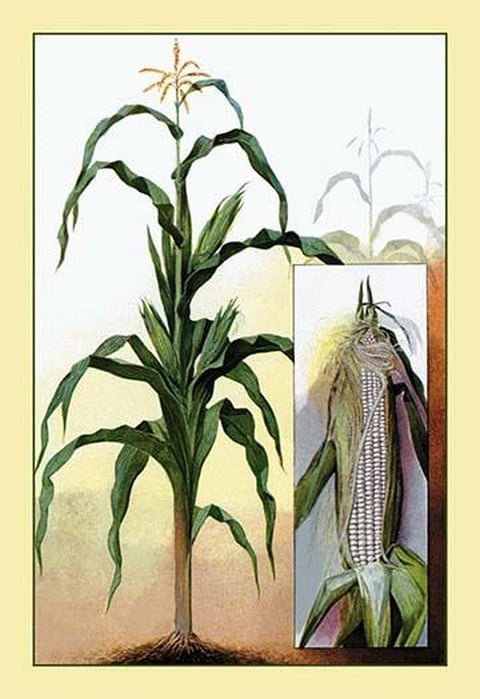 Sweet Corn