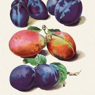 Sweet Plums