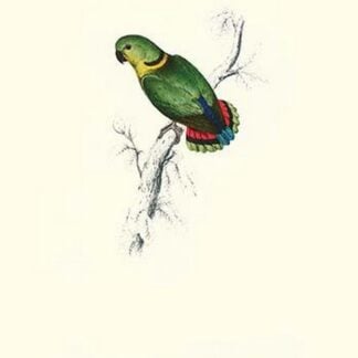 Swindern's Parakeet - Agapornis Swindernianus by Edward Lear