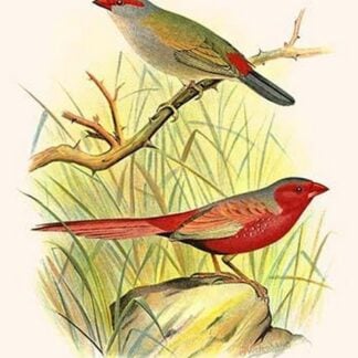 Sydney Waxbill & Australian Fire Finch by Frederick William Frohawk