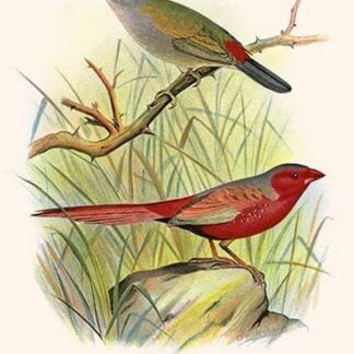 Sydney Waxbill & Australian Fire Finch by Frederick William Frohawk