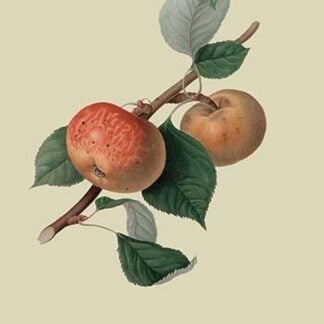 Sykehouse Apple by William Hooker #2
