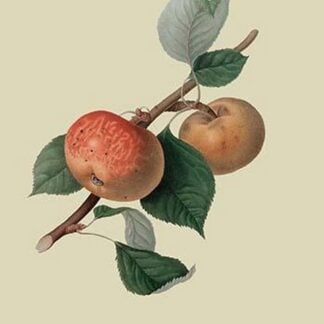 Sykehouse Apple by William Hooker