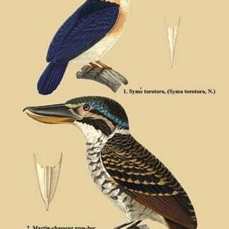 Syme Torotoro and Martin-Chausseur Gros-Bec