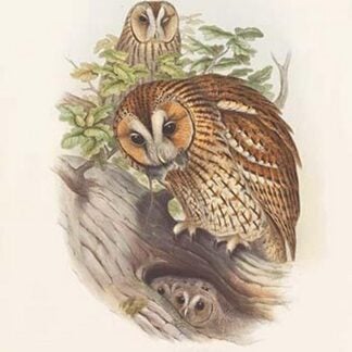 Syrnium Aluco - Tawny or Brown Owl by John Gould