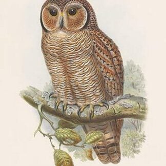 Syrnium Ocellatum - Speckled Wood Owl by John Gould