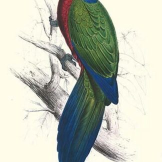 Tabuan Parakeet - Prosapeia Tabuensis by Edward Lear