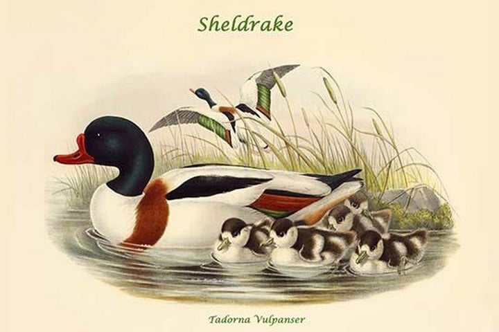 Tadorna Vulpanser - Sheldrake by John Gould