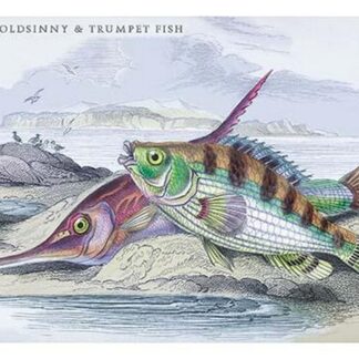 Tagos Goldsinny and Trumpet Fish by Robert Hamilton