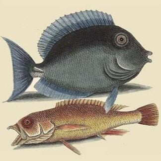 Tang & Yellow Fish by Mark Catesby