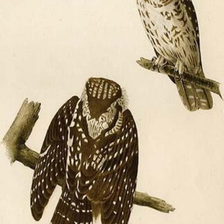 Tangmalm's Night Owl by John James Audubon
