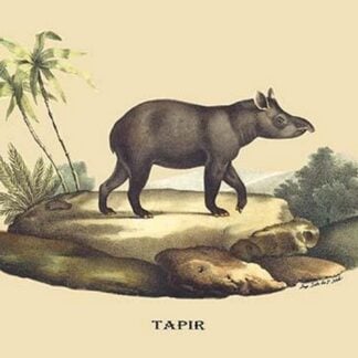 Tapir by E. F. Noel