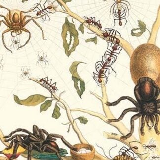Tarantulas and Army Ants by Maria Sibylla Merian