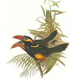 Tawny Tufted Toucanet by John Gould