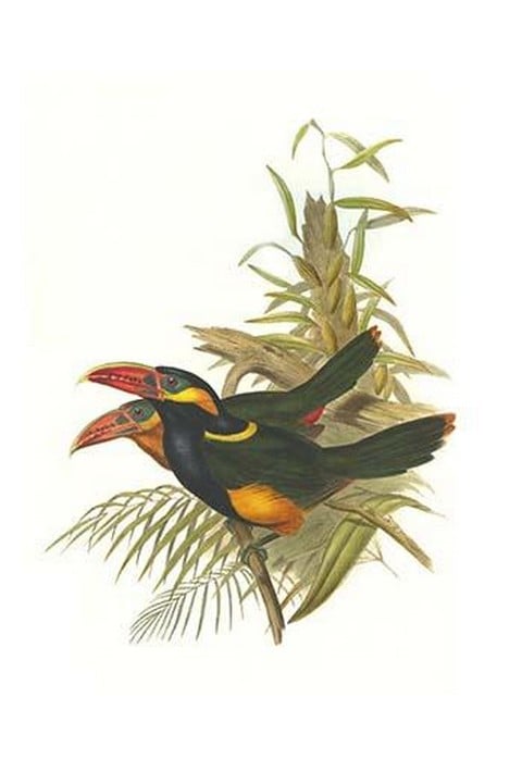 Tawny Tufted Toucanet by John Gould