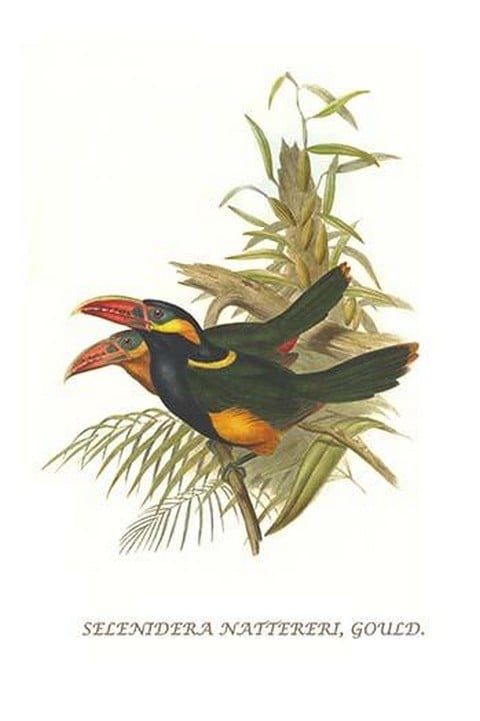 Tawny Tufted Toucanet by John Gould