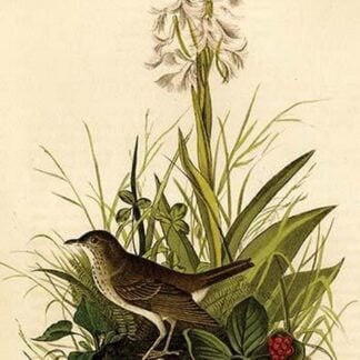 Tawny thrush by John James Audubon