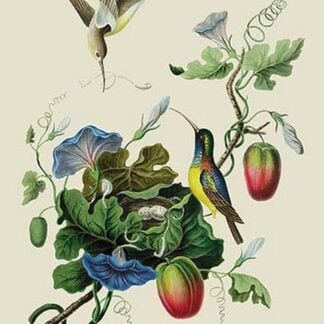 Taylor Birds and Fruit Bearing Convolvuls by J. Forbes