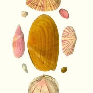 Tellina Shells By John Mawe