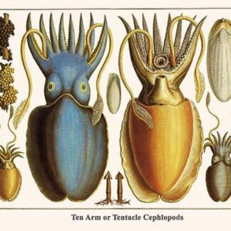 Ten Arm or Tentacle Cephlopods by Albertus Seba