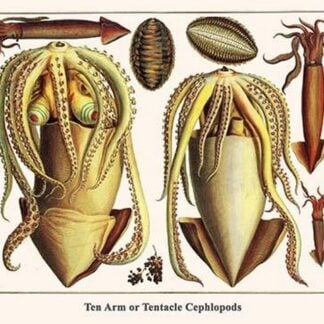 Ten Arm or Tentacle Cephlopods by Albertus Seba