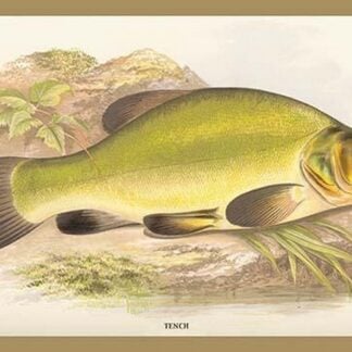 Tench by A.F. Lydon