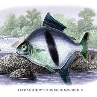 Tetragonopterus Schomburgk II by Robert H. Schomburgk