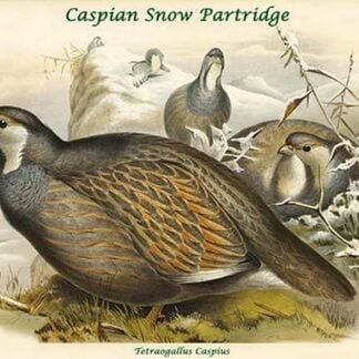 Tetraogallus Caspius - Caspian Snow Partridge by John Gould