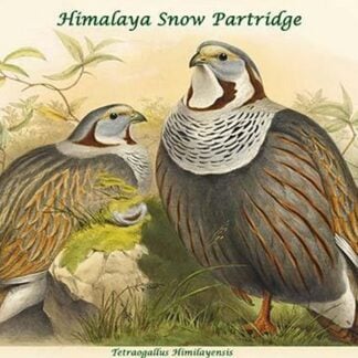 Tetraogallus Himilayensis - Himalaya Snow Partridge by John Gould