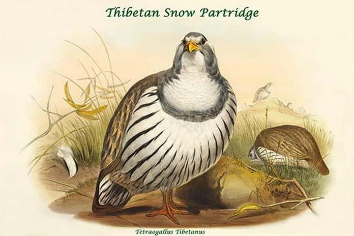 Tetraogallus Tibetanus - Thibetan Snow Partridge by John Gould