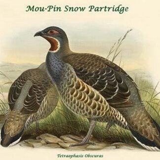 Tetraophasis Obscuras - Mou-Pin Snow Partridge by John Gould