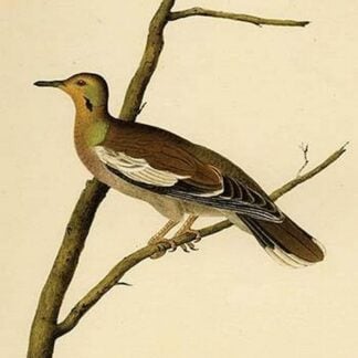Texan Turtle Dove by John James Audubon