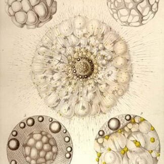 Thalassicolla Pelagica by Ernst Haeckel